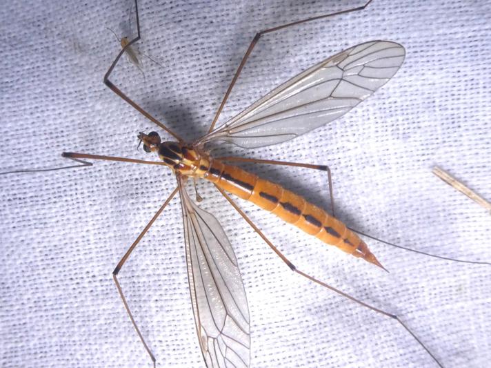 Nephrotoma scurra