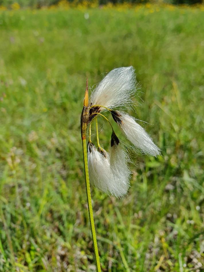 Bredbladet Kæruld (Eriophorum latifolium)
