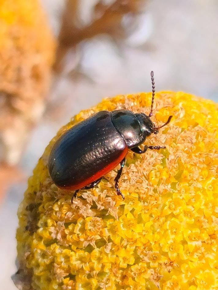 Chrysolina sp.