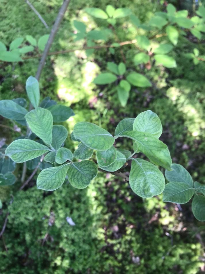 Øret Pil (Salix aurita)