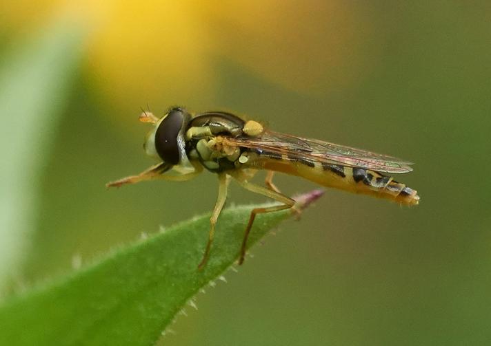 Kuglebærerflue sp.