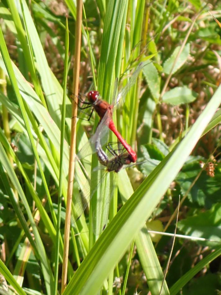 Blodrød Hedelibel (Sympetrum sanguineum)