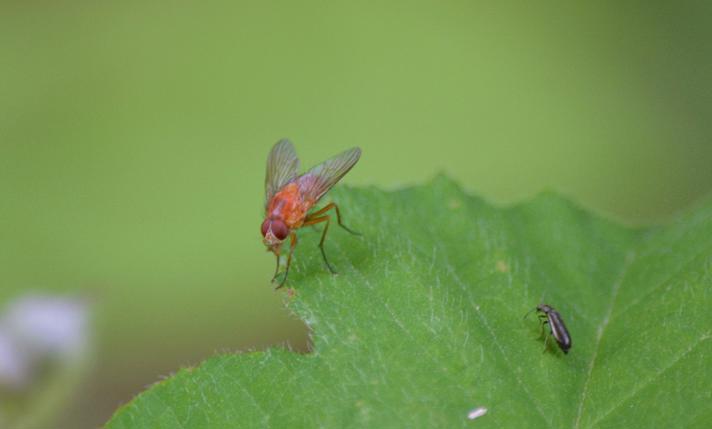 Phaonia pallida