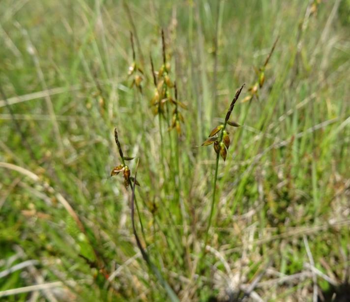 Loppe-Star (Carex pulicaris)