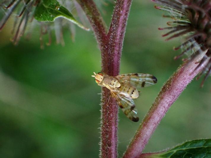 Terellia tussilaginis