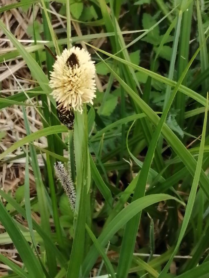 Almindelig Star (Carex nigra var. nigra)