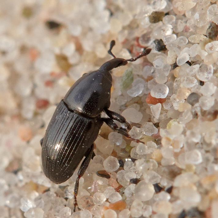 Melanobaris laticollis