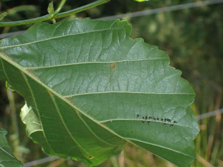 Hemichroa australis (Hemichroa australis)