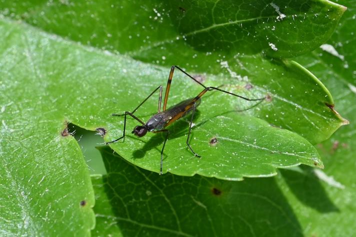 Micropeza corrigiolata