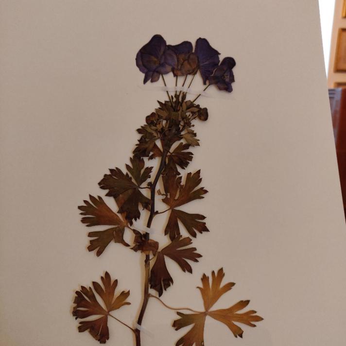 Ægte Stormhat (Aconitum napellus ssp. lusitanicum)