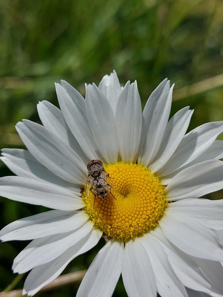 Miltogramma punctata