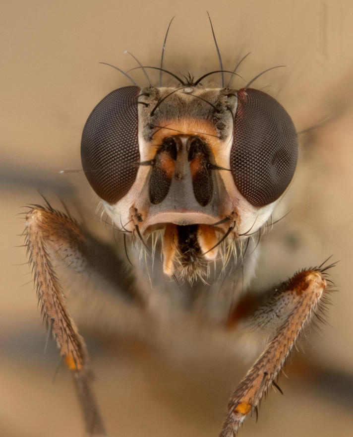 Trichopalpus fraternus