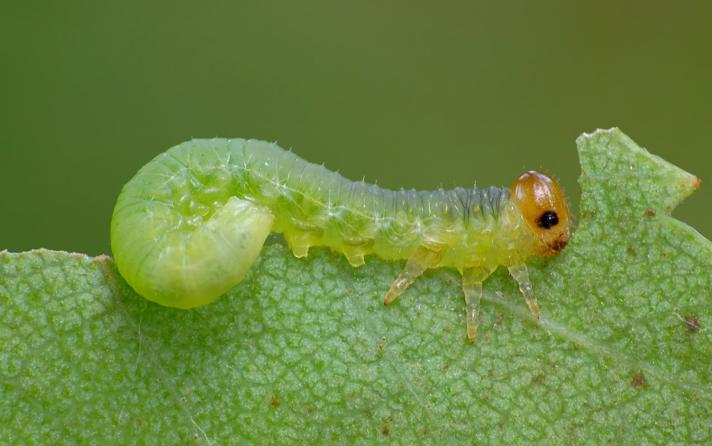 Hemichroa australis