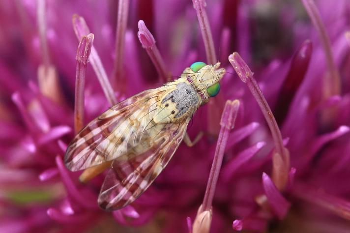 Terellia ceratocera