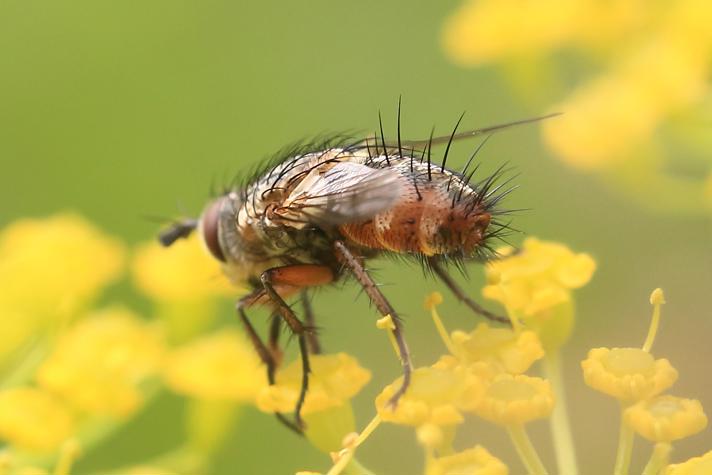 Linnaemya vulpina