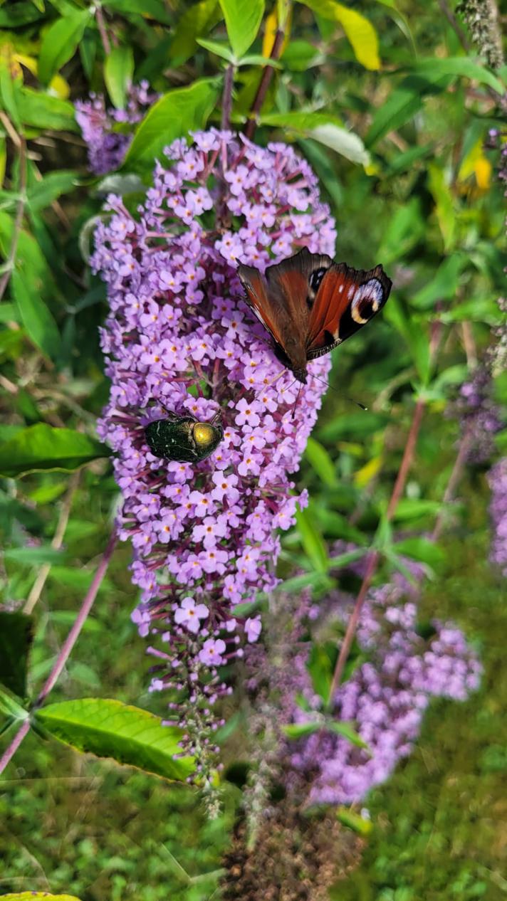 Guldbasse sp.