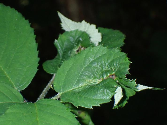 Brombærbladgalmyg (Dasineura plicatrix)