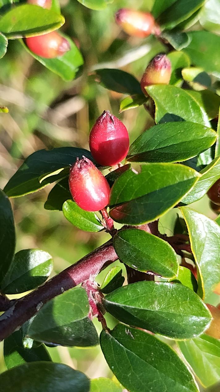 Cotoneaster sp.