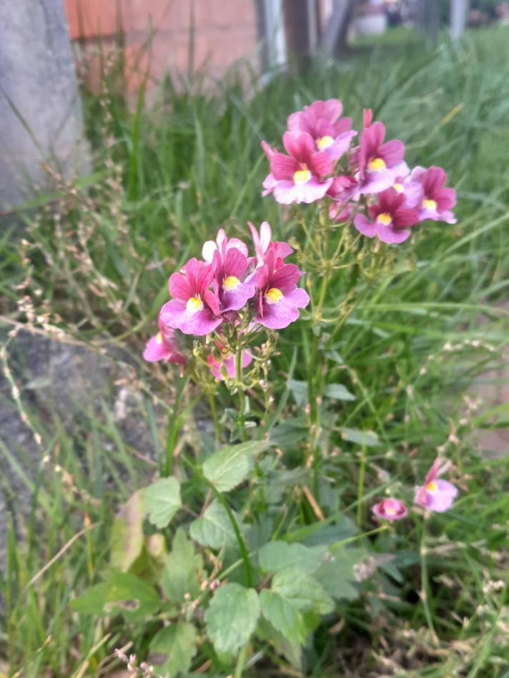 Sommerfugleblomst