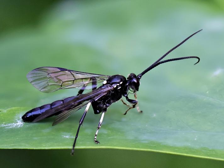 Ctenichneumon funereus