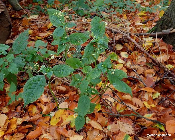 Småblomstret Balsamin (Impatiens parviflora)