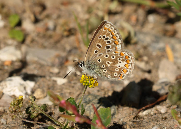 Fotograf: Steen  Stenild