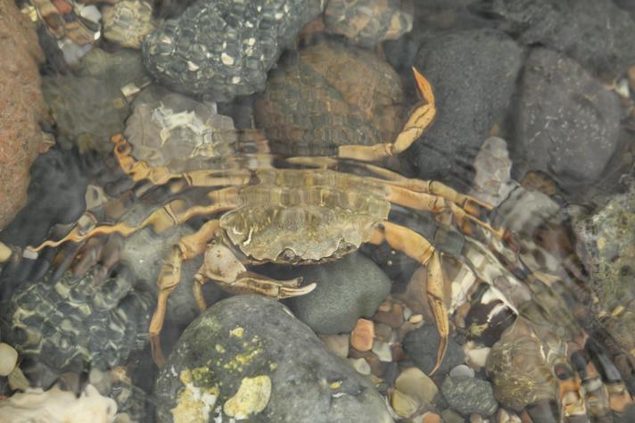 Almindelig Strandkrabbe