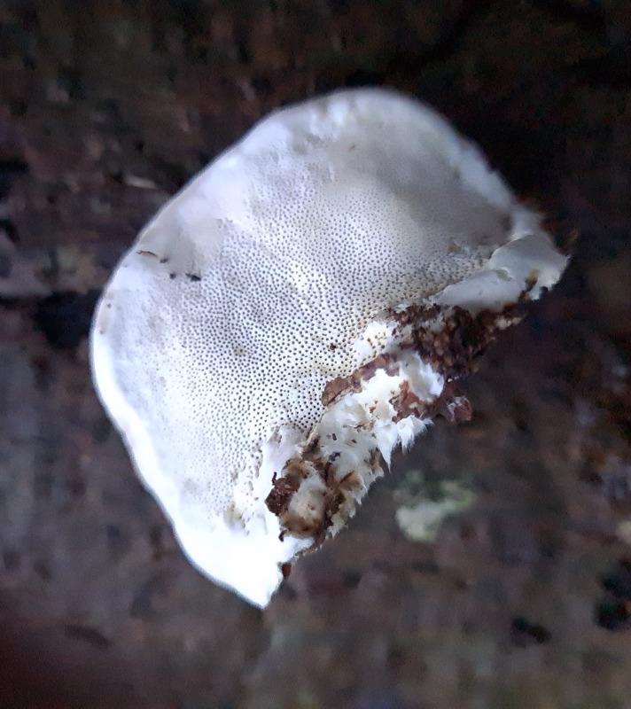Brunende Kødporesvamp (Fuscopostia fragilis)