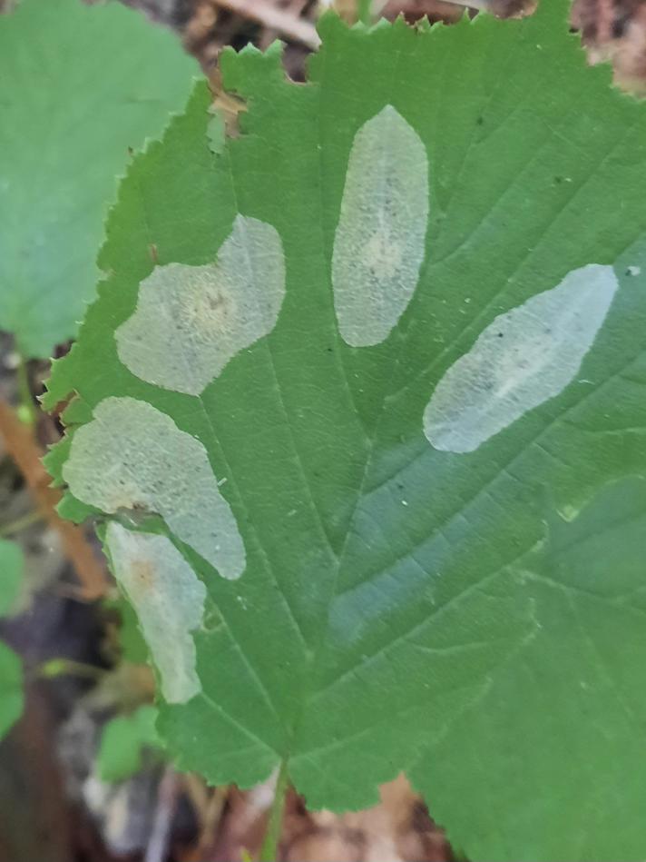 Phyllonorycter coryli