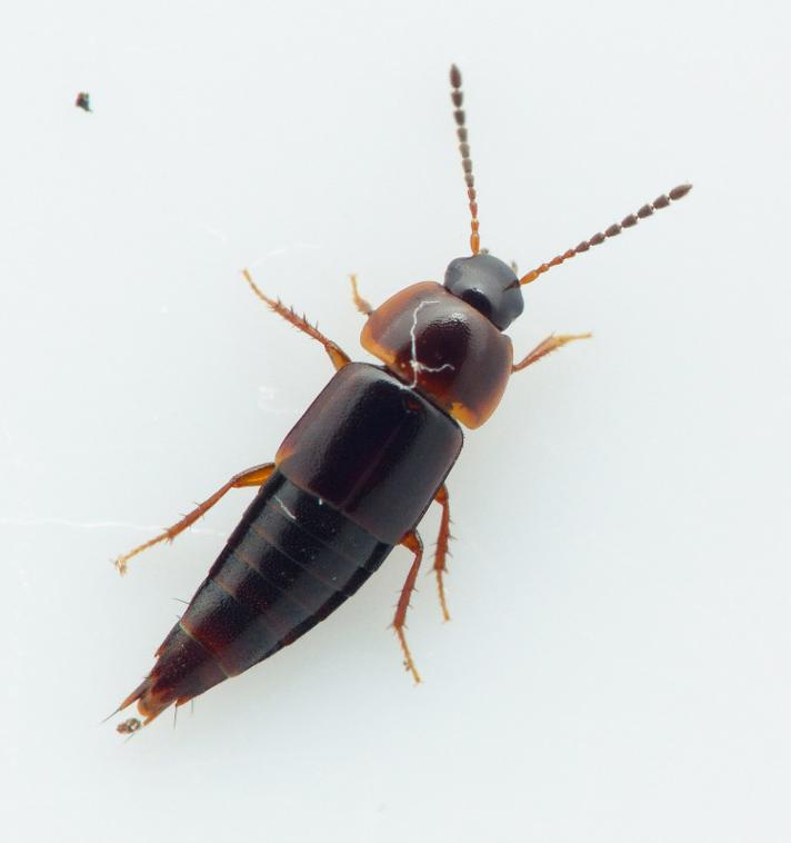 Tachinus laticollis