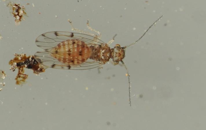 Ectopsocus briggsi