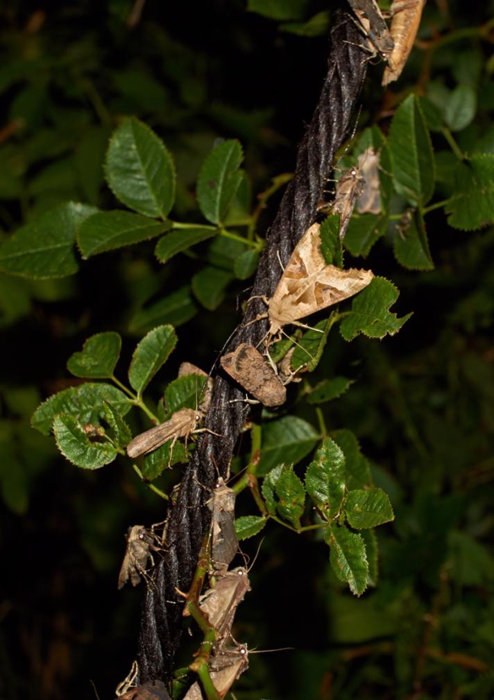 Agatugle (Phlogophora meticulosa)