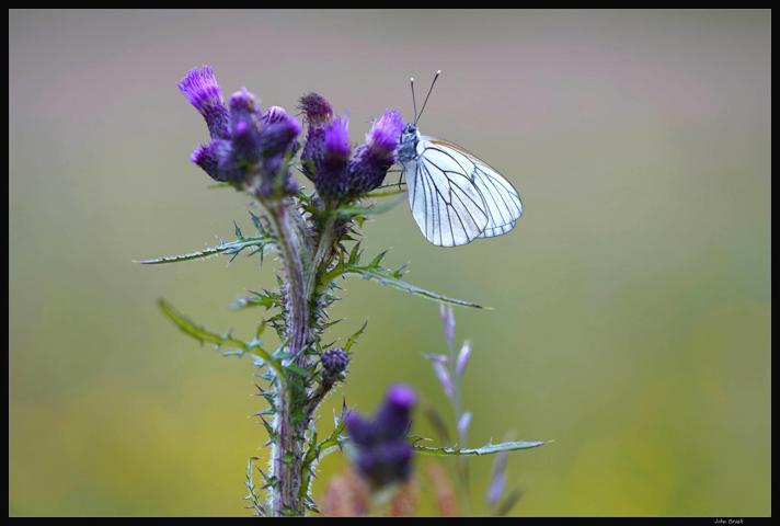 Fotograf: John  Brask