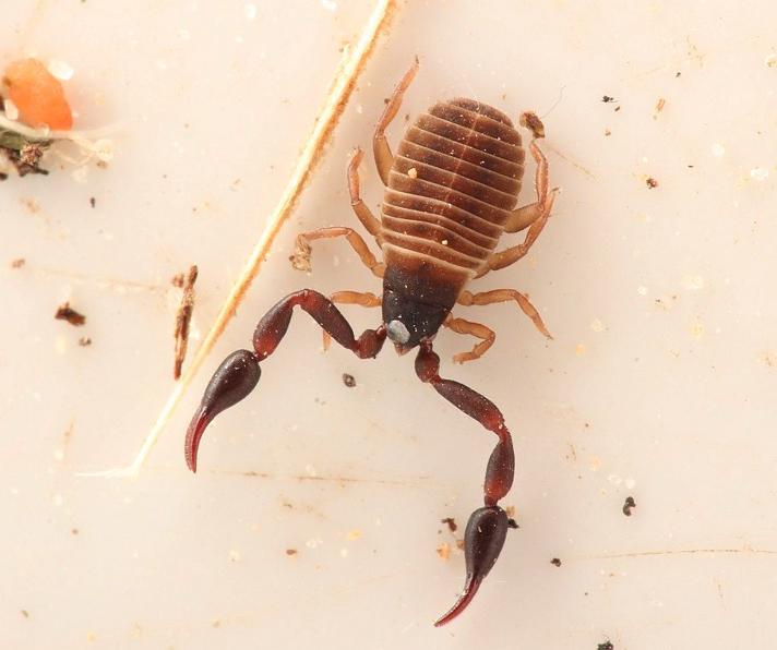 Hjælmeskorpion (Dactylochelifer latreillei)