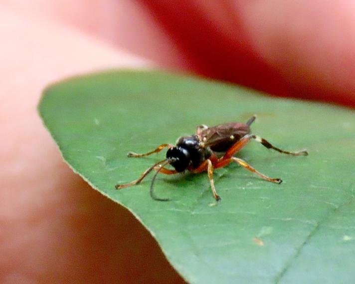 Pimpla flavicoxis