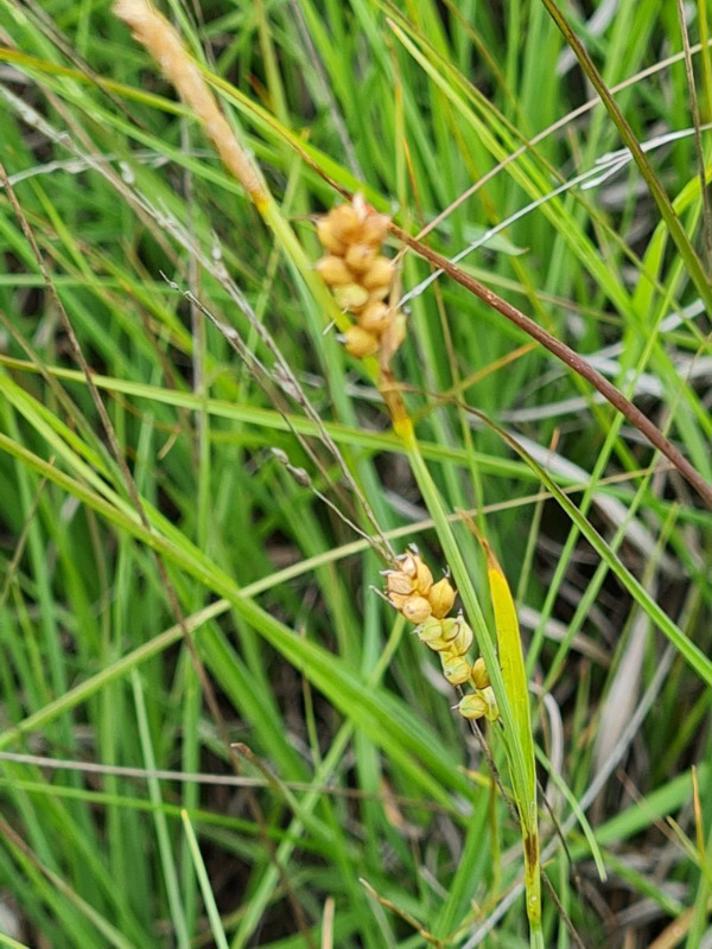 Hirse-Star (Carex panicea)