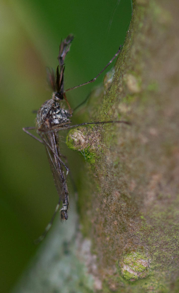 Ochlerotatus sp.