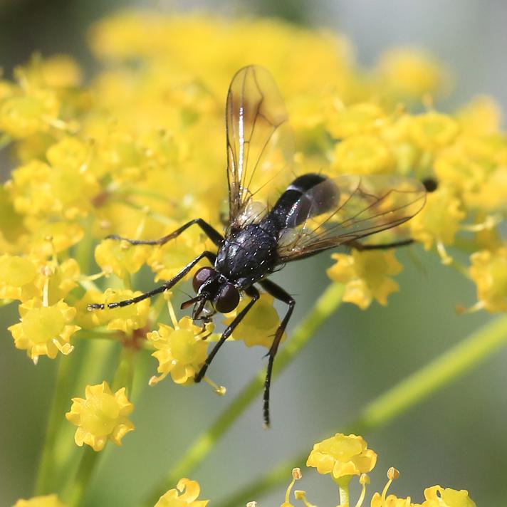 Lophosia fasciata