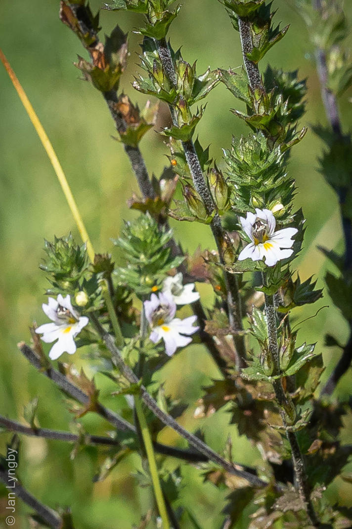 Euphrasia stricta