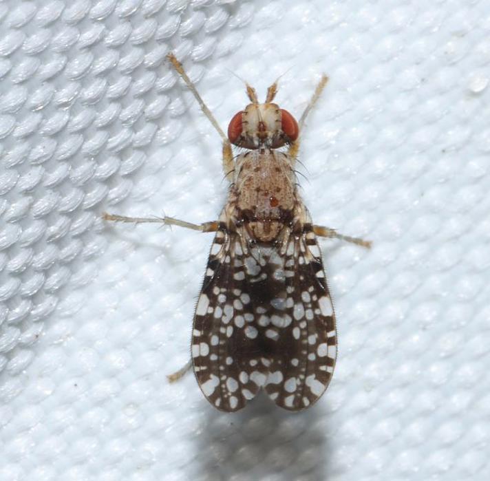 Trypetoptera punctulata