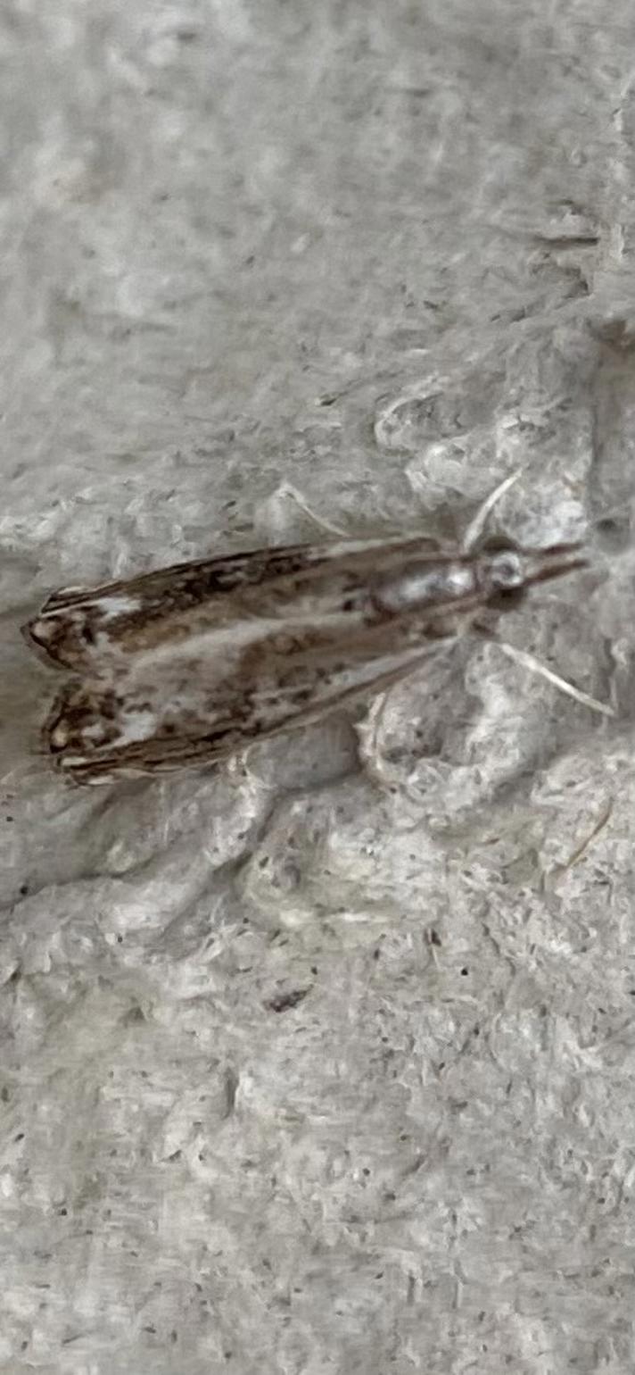 Catoptria verellus