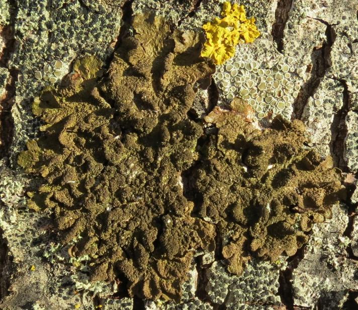 Guldpudret Skållav (Melanelixia subaurifera)