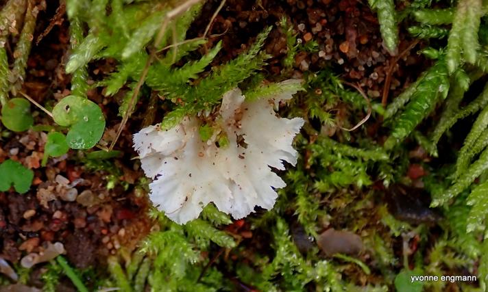 Stereopsis reidii