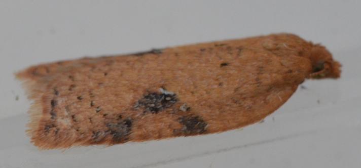 Acleris ferrugana/notana