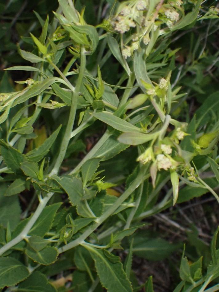 Strand-Karse (Lepidium latifolium)