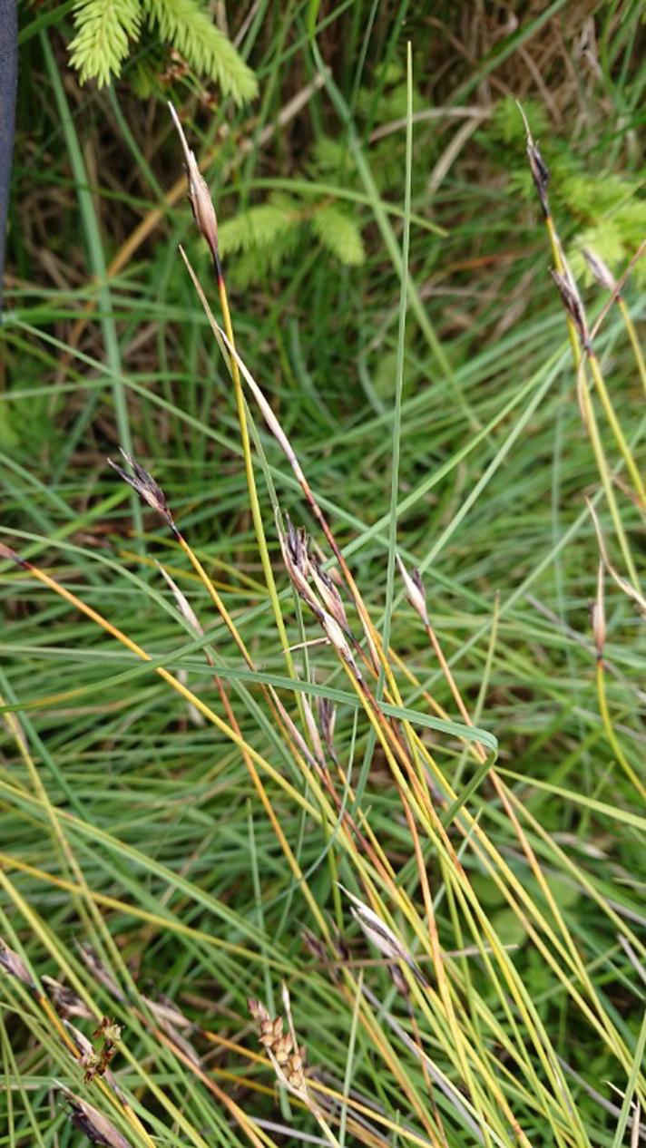 Rust-Skæne (Schoenus ferrugineus)