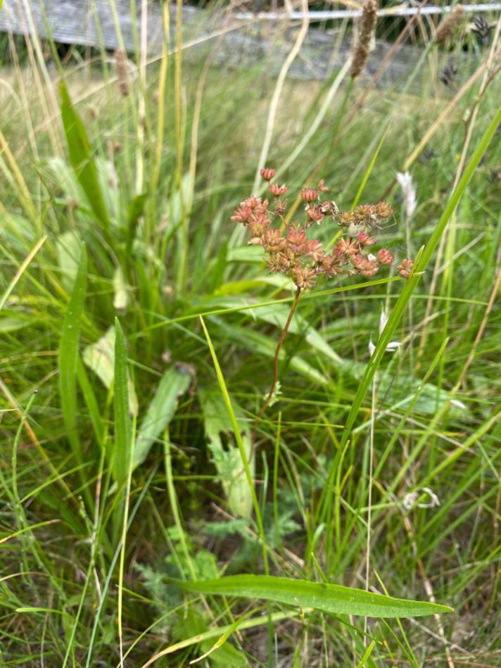 Knoldet Mjødurt (Filipendula vulgaris)