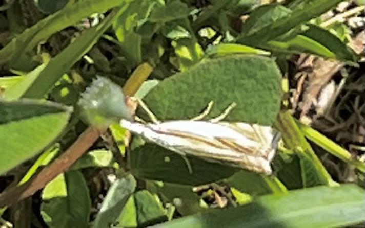 Crambus uliginosellus