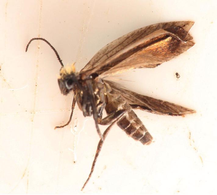 Kærursommerfugl (Micropterix calthella)