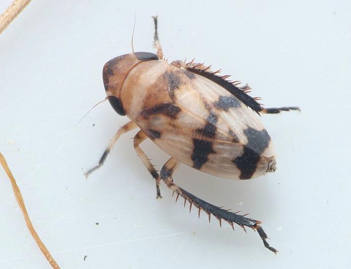 Anoscopus serratulae